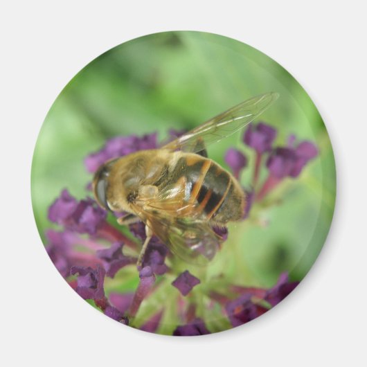 Honigbiene und Purple Flowers Magnet (Vorne)