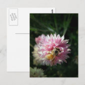 Honigbiene und rosa Blume Postkarte (Vorne/Hinten)