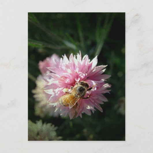 Honigbiene und rosa Blume Postkarte (Vorderseite)