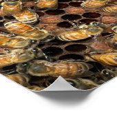 Honigbienen auf Brood Frame Poster (Ecke)