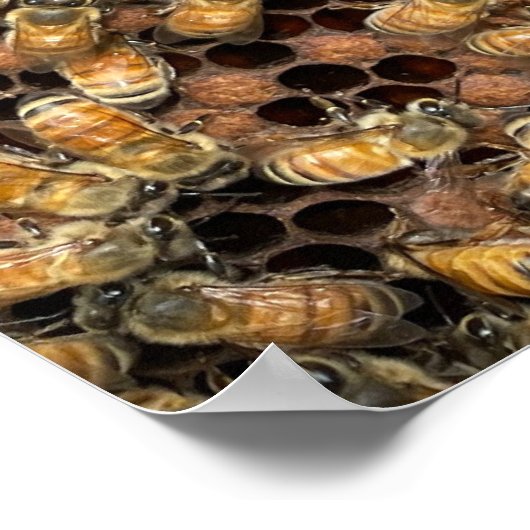 Honigbienen auf Brood Frame Poster (Ecke)