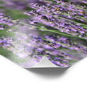 Honigbienen auf Lavendel-Blume Fotodruck (Ecke)