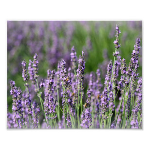 Honigbienen auf Lavendel-Blume Fotodruck