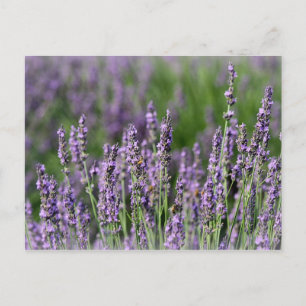 Honigbienen auf Lavendel-Blume Postkarte