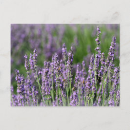 Honigbienen auf Lavendel-Blume Postkarte