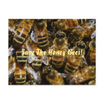 Honigbienen im Bienenstock