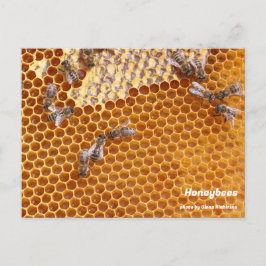 Honigbienen in der Bienenpostkarte Postkarte