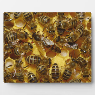 Honigbienen in Hive mit Königin in der Mitte Fotoplatte