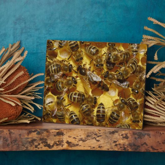 Honigbienen in Hive mit Königin in der Mitte Fotoplatte (Seite)