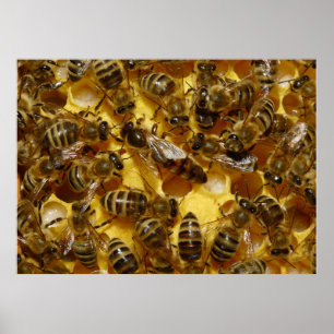 Honigbienen in Hive mit Königin in der Mitte Poster
