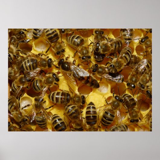 Honigbienen in Hive mit Königin in der Mitte Poster (Vorne)