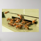 Honigbienen Poster (Vorne)