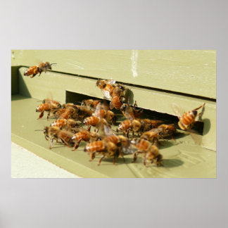 Honigbienen Poster