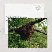 Honigbienen Postkarte (Vorne/Hinten)