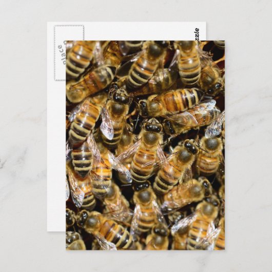 Honigbienen Postkarte (Vorne/Hinten)