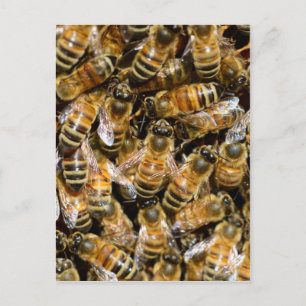 Honigbienen Postkarte