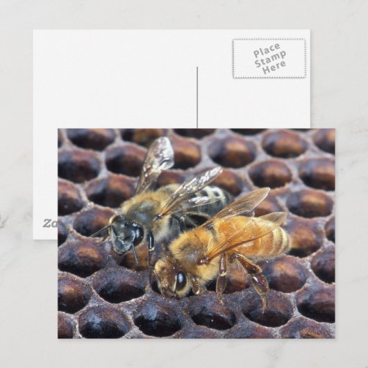 Honigbienen Postkarte (Vorne/Hinten)
