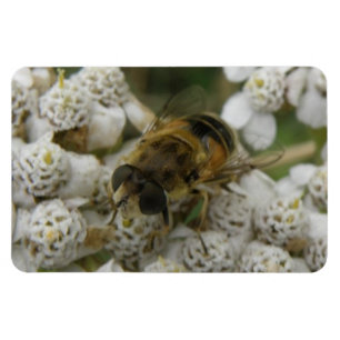 Honigbienen und Blume Premium Magnet