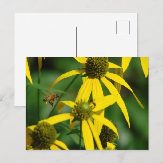 Honigbienenflug Postkarte (Vorne/Hinten)