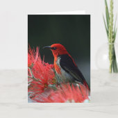 Honigkuchen Karte (Vorderseite)