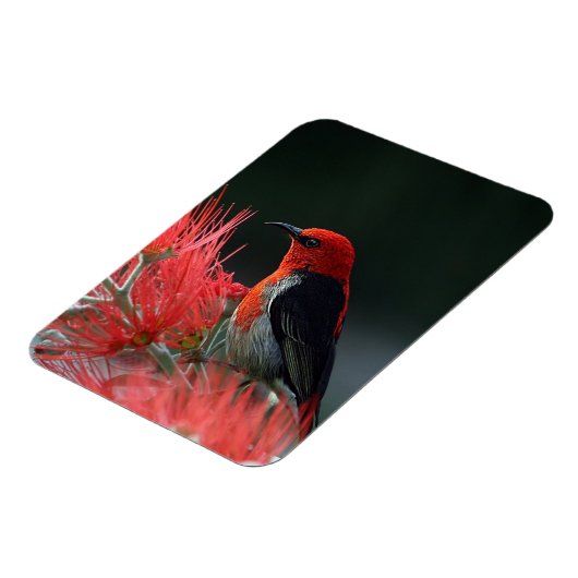 Honigkuchen Magnet (Linke Seite)