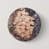 Honigpilze Button (Vorderseite)