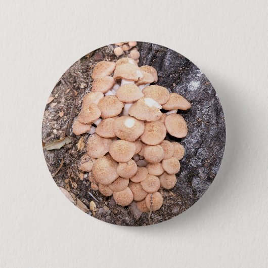 Honigpilze Button (Vorderseite)
