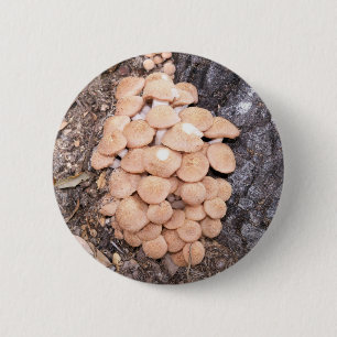 Honigpilze Button