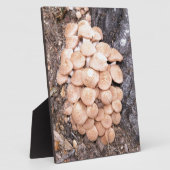 Honigpilze Fotoplatte (Seite)