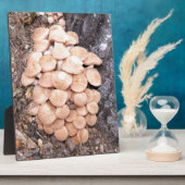 Honigpilze Fotoplatte (Seite)