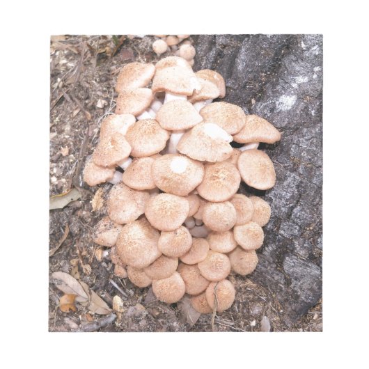 Honigpilze Notizblock (Vorderseite)