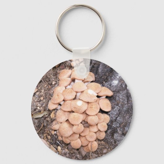 Honigpilze Schlüsselanhänger (Vorderseite)