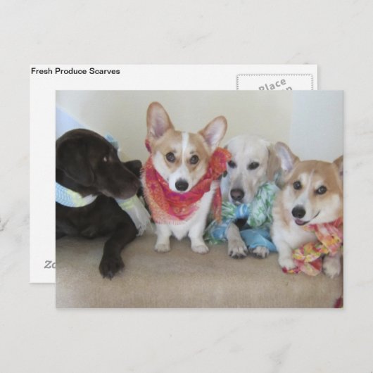 Honigschals für Welpen Postkarte (Vorne/Hinten)