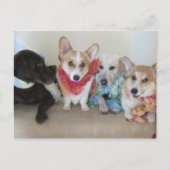 Honigschals für Welpen Postkarte (Vorderseite)