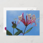 Honigsuckle-1, Honeysuckle Postkarte (Vorne/Hinten)