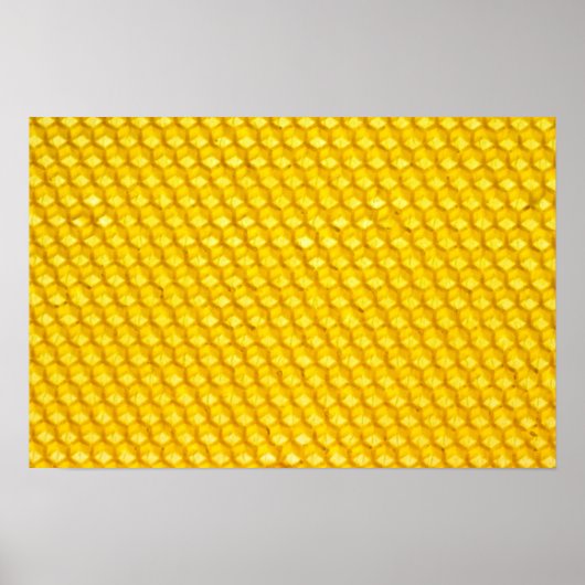 Honigwabe Poster (Vorne)