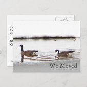 Honkers - Kanada - Gänse Ankündigungspostkarte (Vorne/Hinten)