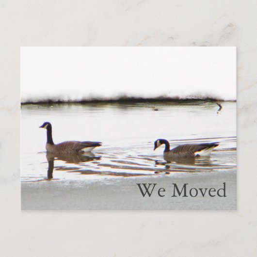 Honkers - Kanada - Gänse Ankündigungspostkarte (Vorderseite)