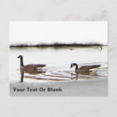 Honkers - Kanada - Gänse Postkarte (Vorderseite)