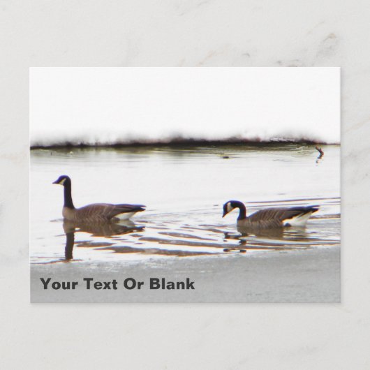 Honkers - Kanada - Gänse Postkarte (Vorderseite)