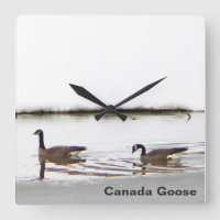 Honkers - Kanada - Gänse