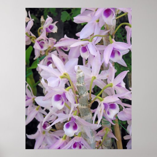 Honohono Orchids Poster (Vorne)