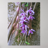 Honohono Orchids Poster (Vorne)