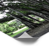 Honolulu Banyan Tree Poster (Ecke)