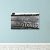 Honolulu, Hawaii - Ansicht der Ananas-Felder Leinwanddruck (Insitu (Holzboden))