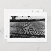 Honolulu, Hawaii - Ansicht der Ananas-Felder Postkarte (Vorne/Hinten)