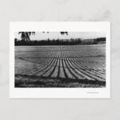Honolulu, Hawaii - Ansicht der Ananas-Felder Postkarte (Vorderseite)