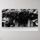 Honolulu, Hawaii - Der Wurstbaum Poster (Vorne)