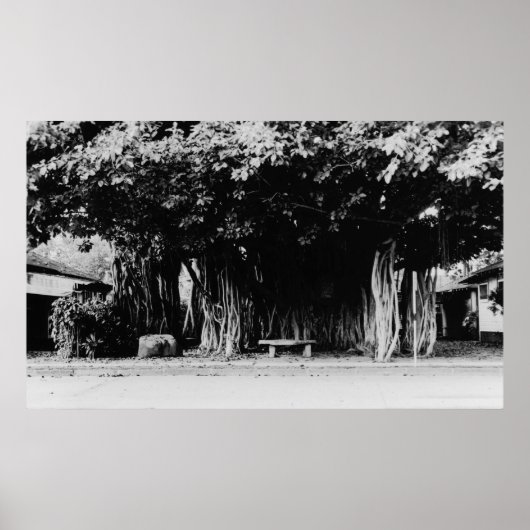 Honolulu, Hawaii - Der Wurstbaum Poster (Vorne)