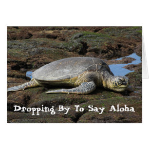 Honu, das auf den warmen Felsen stillsteht